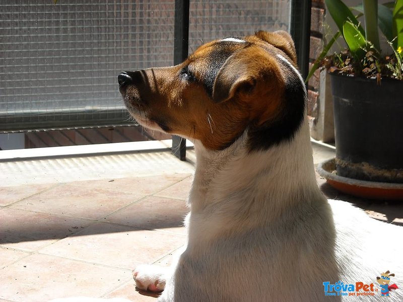 Jack Russell Pedigree Roi - Foto n. 3