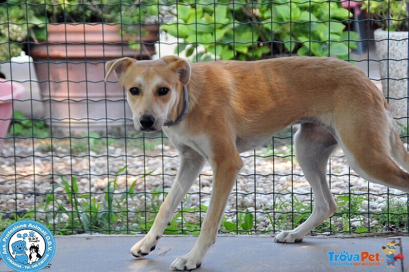 Cheyenne, Cagnolina meno di 1 Anno, Buona ma Schiva e Diffidente… - Foto n. 1