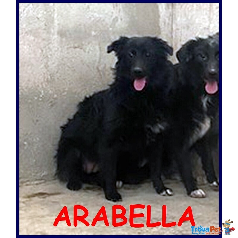 Arabella Cucciolona 10 mesi Simil Border Sogna una Mamma - Foto n. 1