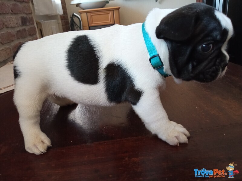 Cuccioli di Bouldogue Francese - Foto n. 1