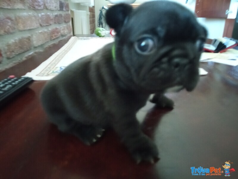 Cuccioli di Bouldogue Francese - Foto n. 2