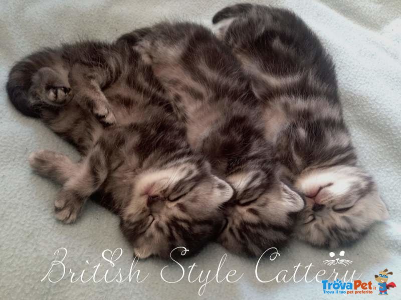 Gattini British Shorthair Black Silver Tabby - Maggio - Foto n. 2