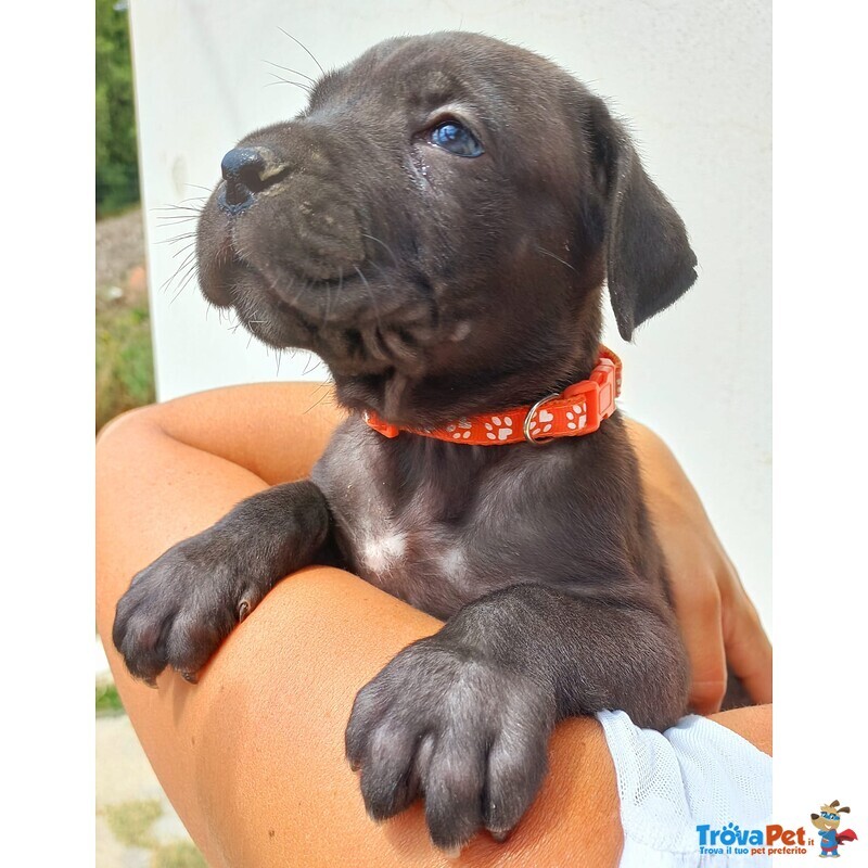 Cuccioli cane Corso - Foto n. 1