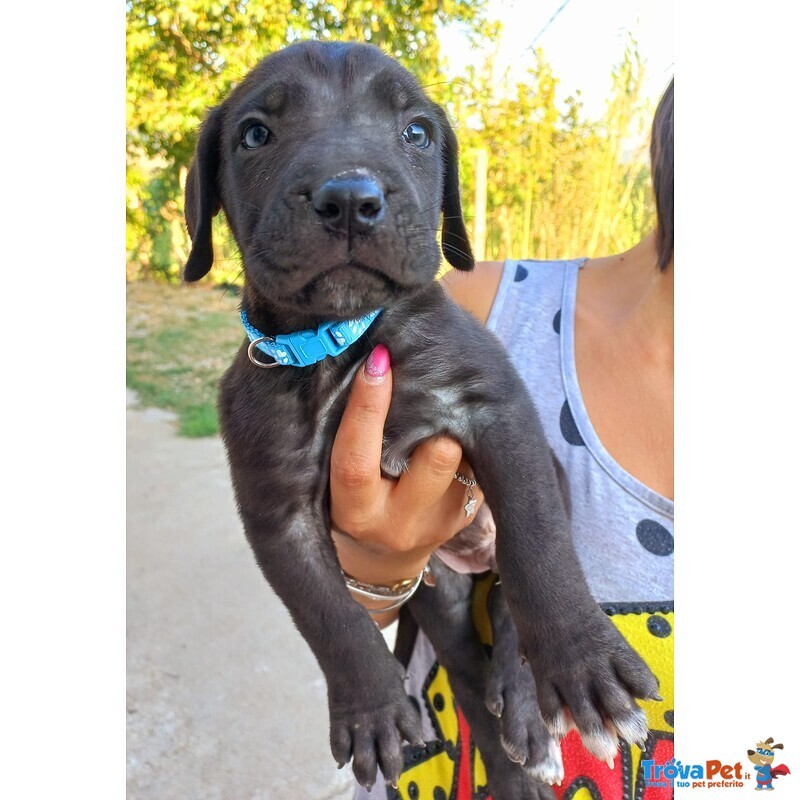 Cuccioli cane Corso - Foto n. 2