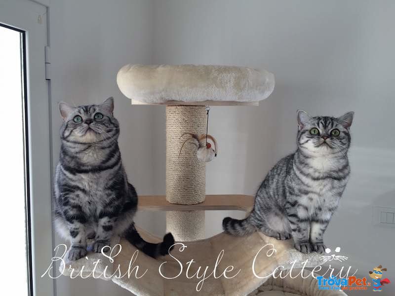 Gattini British Shorthair Black Silver Tabby - Maggio - Foto n. 3