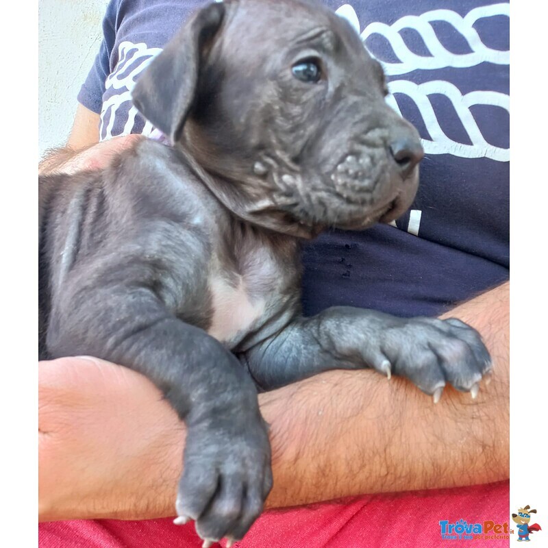 Cuccioli cane Corso - Foto n. 3