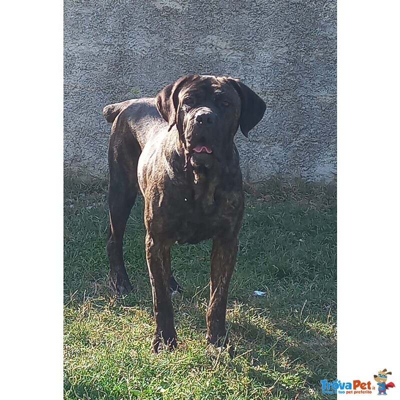 Cuccioli cane Corso - Foto n. 4