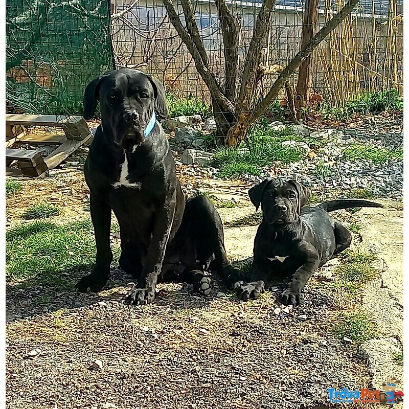 Cuccioli cane Corso - Foto n. 5