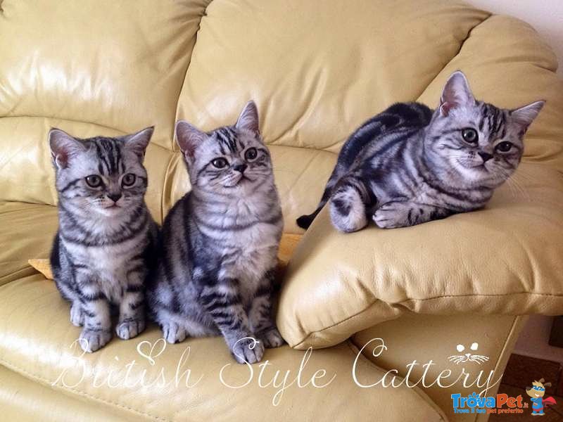 Gattini British Shorthair Black Silver Tabby - Maggio - Foto n. 4