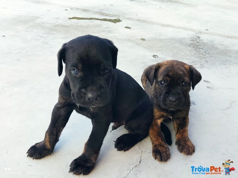 Cuccioli cane Corso Italiano - Foto n. 1