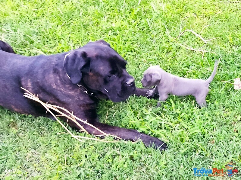 Cuccioli cane Corso Italiano - Foto n. 2