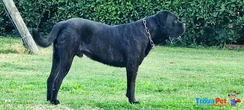 Cuccioli cane Corso Italiano - Foto n. 3