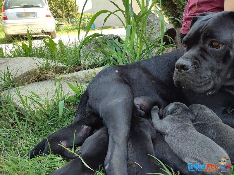 Cuccioli cane Corso Italiano - Foto n. 4