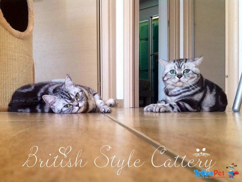 Gattini British Shorthair Black Silver Tabby - Maggio - Foto n. 5