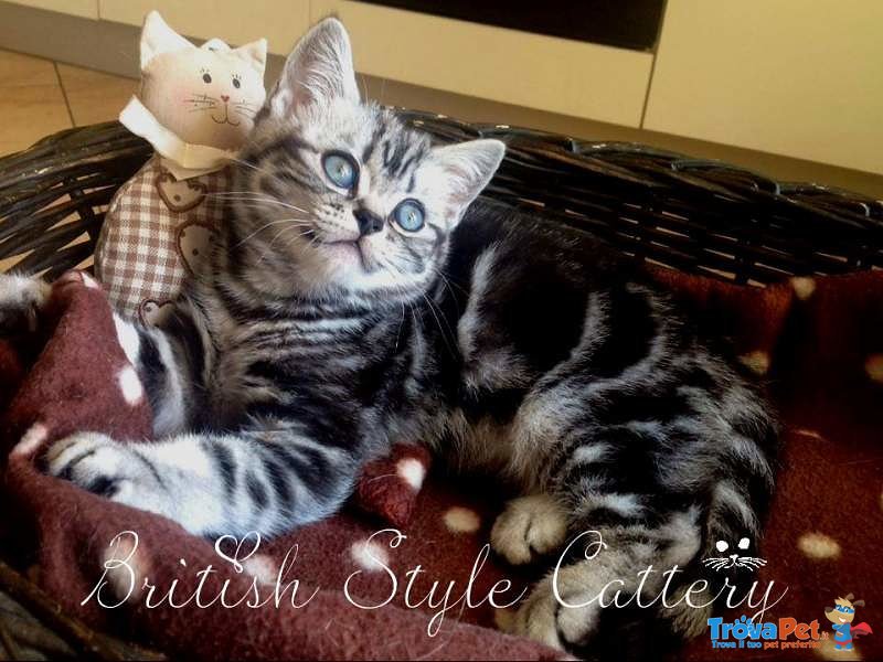 Gattini British Shorthair Black Silver Tabby - Maggio - Foto n. 6