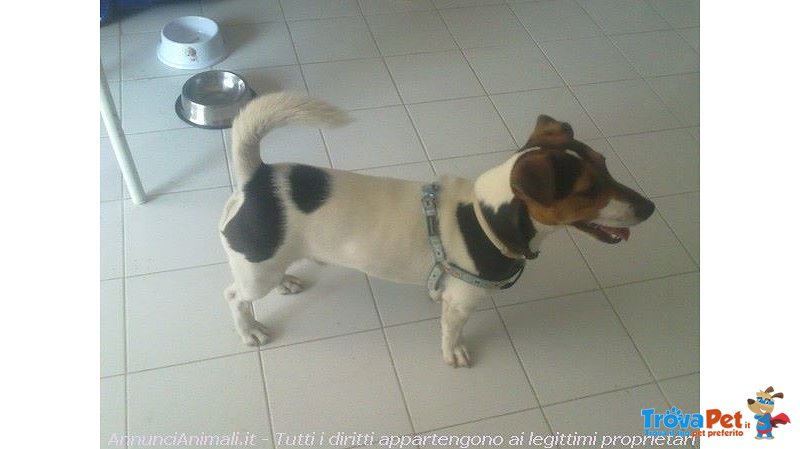 Jack Russell Pedigree Roi - Foto n. 4