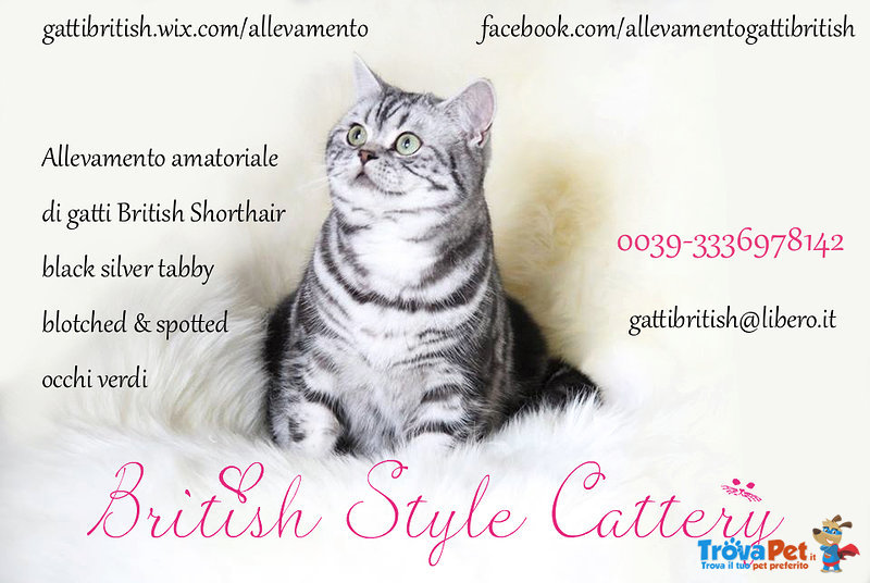 Gattini British Shorthair Black Silver Tabby - Maggio - Foto n. 10