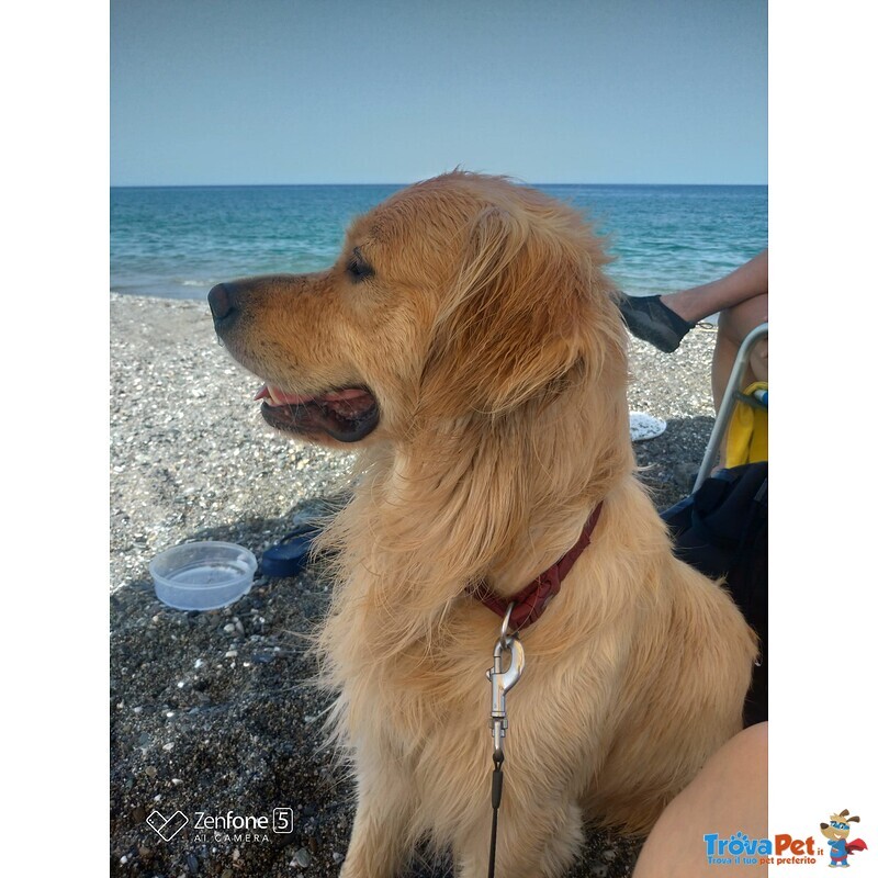 Privati Vendono Bellissimi Cuccioli di Golden Retriever Linea Anglo-Scozzese. - Foto n. 2