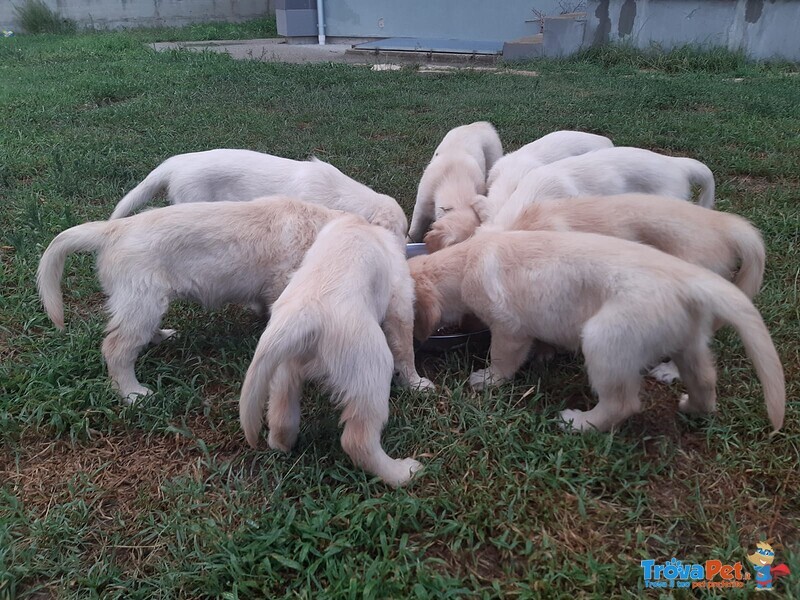 Privati Vendono Bellissimi Cuccioli di Golden Retriever Linea Anglo-Scozzese. - Foto n. 4