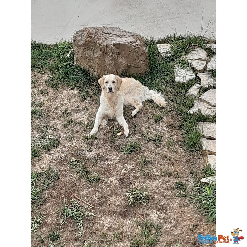 Privati Vendono Bellissimi Cuccioli di Golden Retriever Linea Anglo-Scozzese. - Foto n. 5