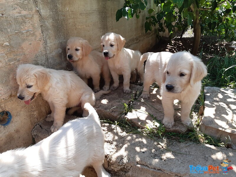 Privati Vendono Bellissimi Cuccioli di Golden Retriever Linea Anglo-Scozzese. - Foto n. 6