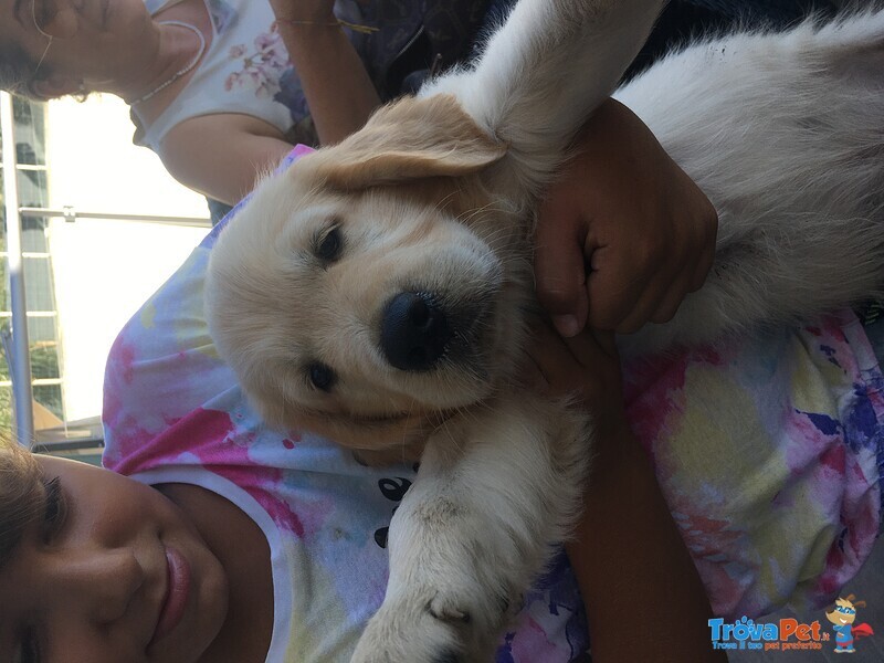 Privati Vendono Bellissimi Cuccioli di Golden Retriever Linea Anglo-Scozzese. - Foto n. 7