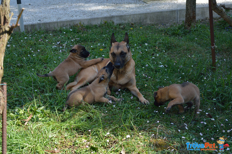 Cuccioli di Pastore Belga Malinois - Foto n. 2