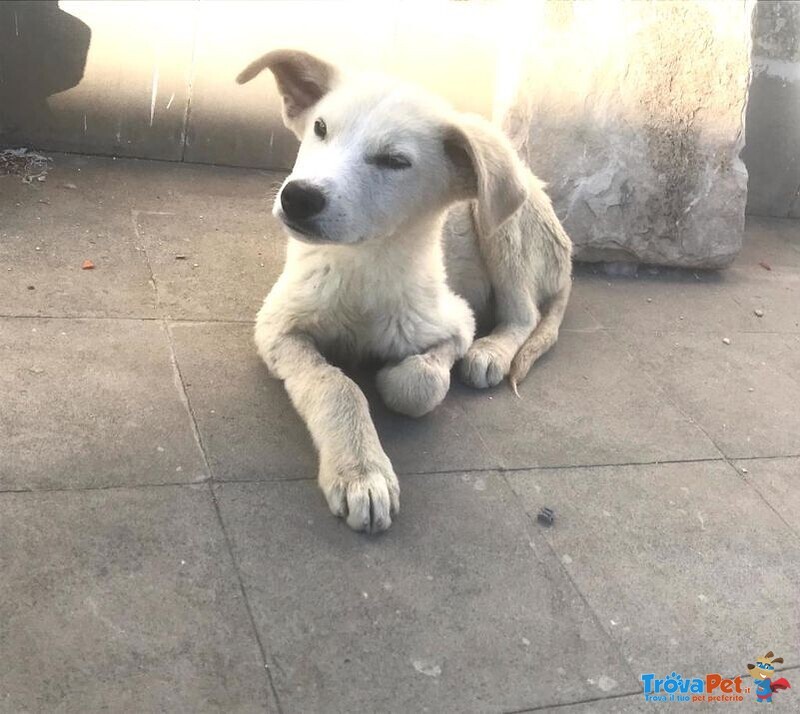 Ivo 7/8 mesi pelo Chiaro tg Media Meraviglioso sos Emergenza Cuccioli sud! Puglia - Foto n. 2