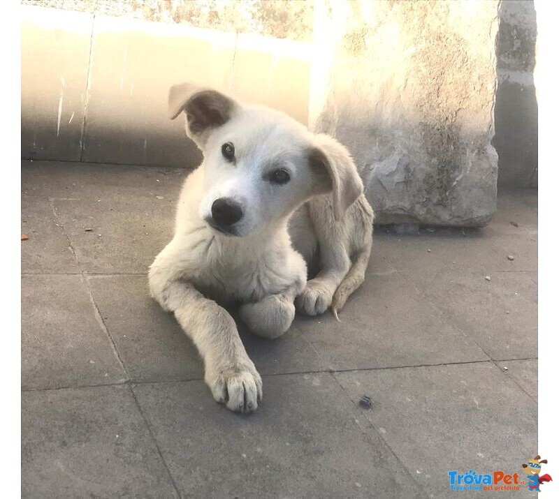 Ivo 7/8 mesi pelo Chiaro tg Media Meraviglioso sos Emergenza Cuccioli sud! Puglia - Foto n. 4