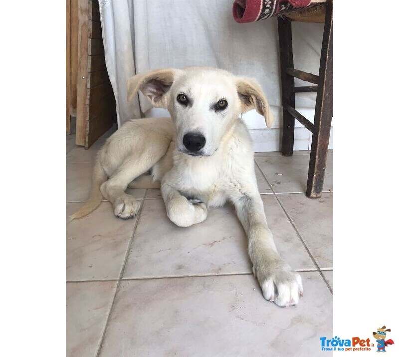 Ivo 7/8 mesi pelo Chiaro tg Media Meraviglioso sos Emergenza Cuccioli sud! Puglia - Foto n. 5