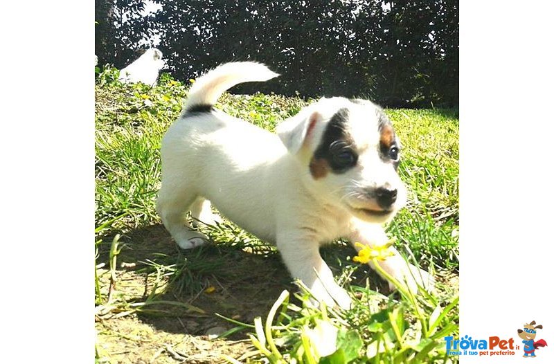 Cuccioli di jack Russell Terrier - Foto n. 1