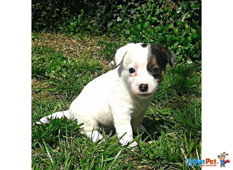 Cuccioli di jack Russell Terrier - Foto n. 2