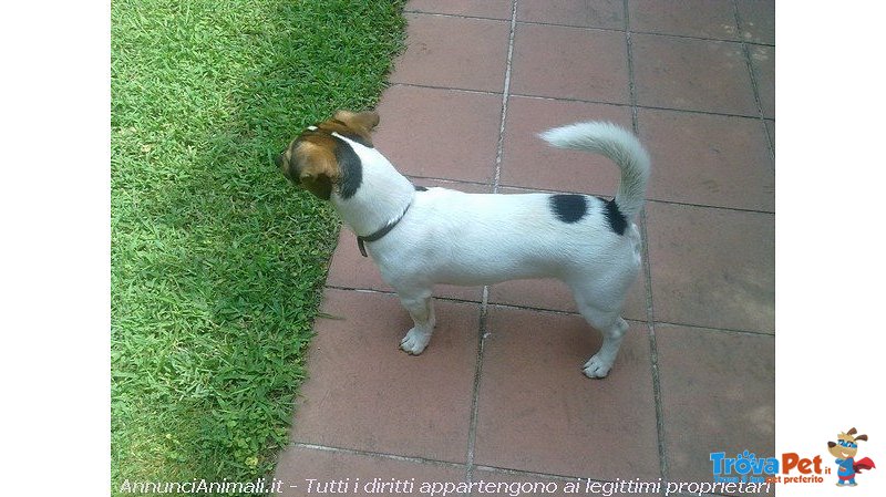 Jack Russell Pedigree Roi - Foto n. 5