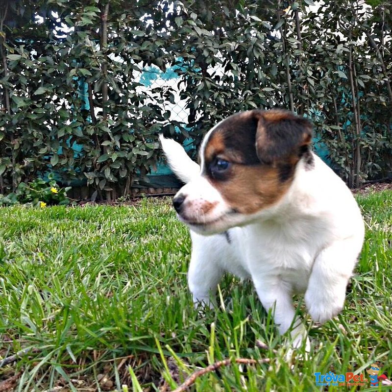 Cuccioli di jack Russell Terrier - Foto n. 3