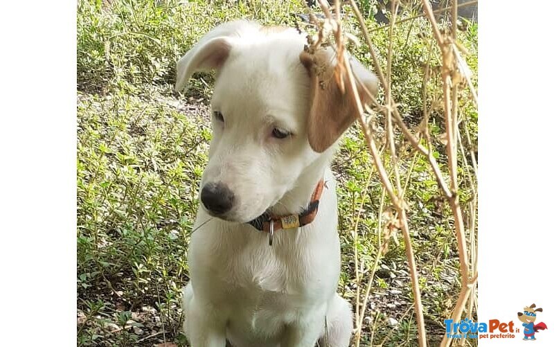 Nevolo Cucciolo Quasi 4mesi Splendido Bianco con Macchiette Sulle Orecchie Salerno - Foto n. 2