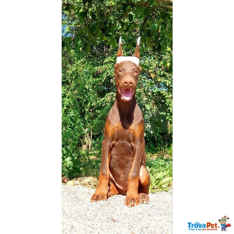 Cucciolo di Dobermann - Foto n. 1