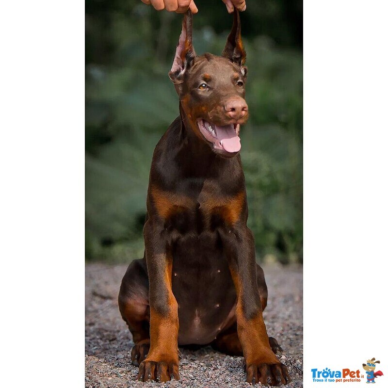 Cucciolo di Dobermann - Foto n. 3