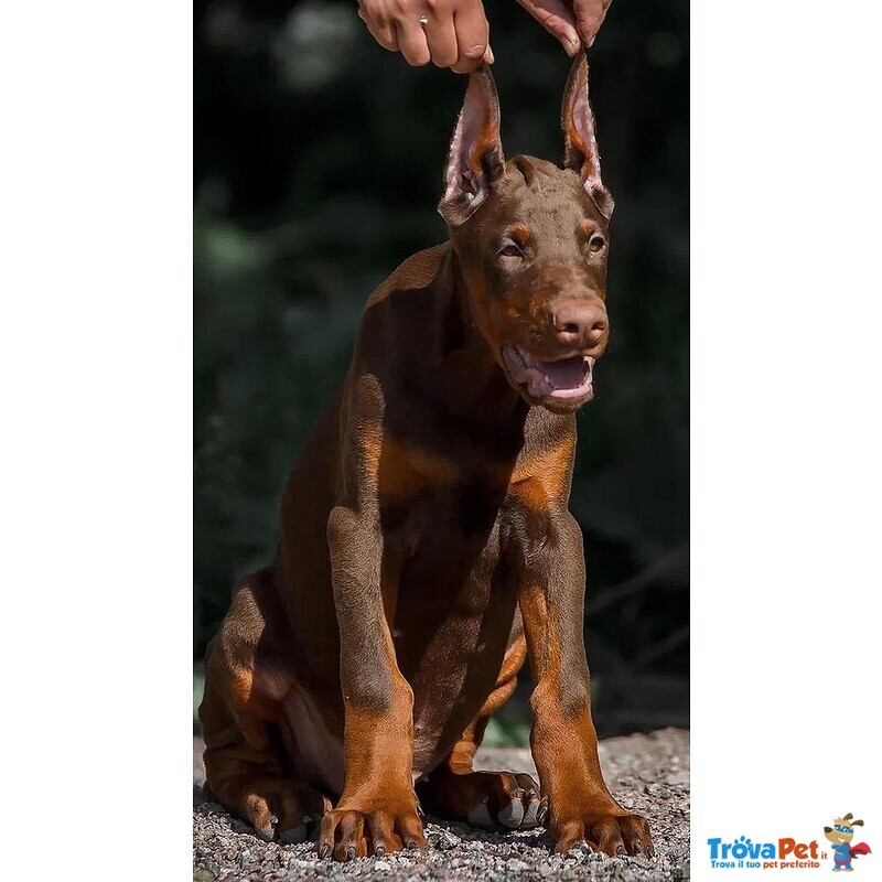 Cucciolo di Dobermann - Foto n. 1