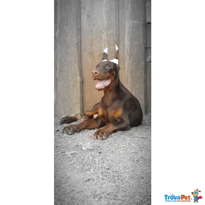 Cucciolo di Dobermann - Foto n. 2