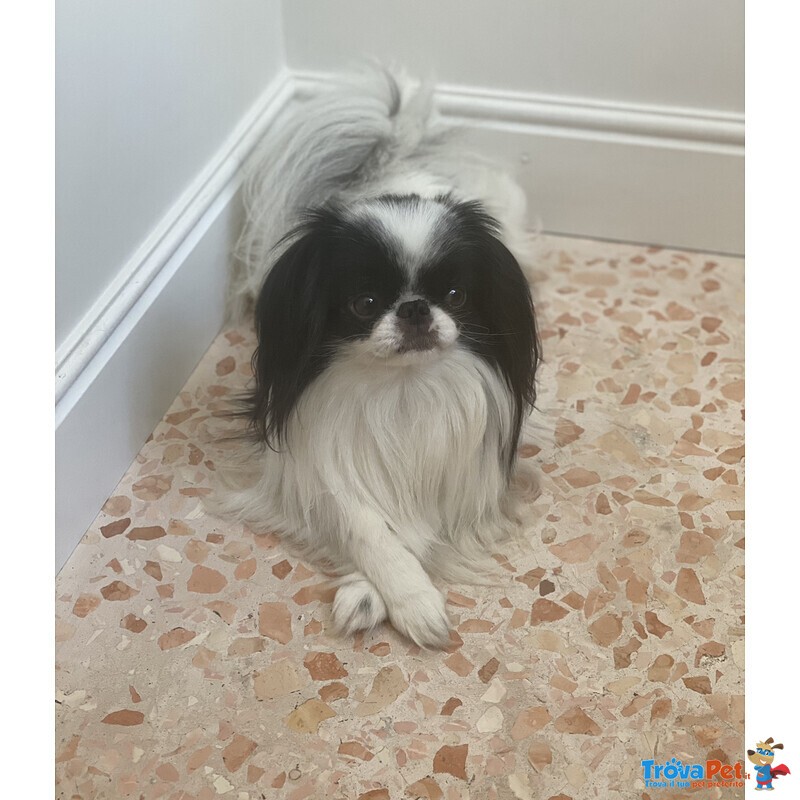 Japanese chin con Pedigree - Foto n. 3