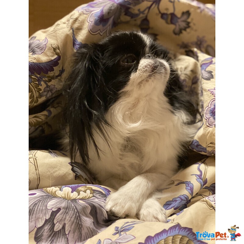 Japanese chin con Pedigree - Foto n. 4