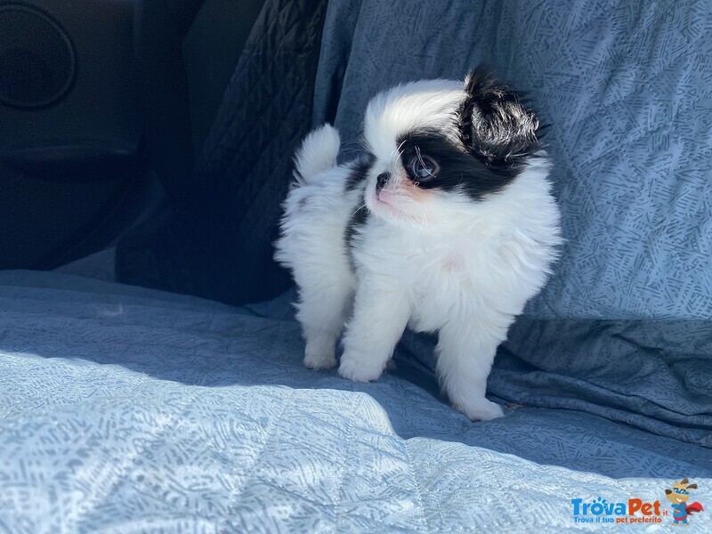 Japanese chin con Pedigree - Foto n. 6