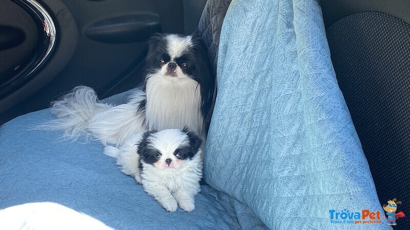 Japanese chin con Pedigree - Foto n. 1