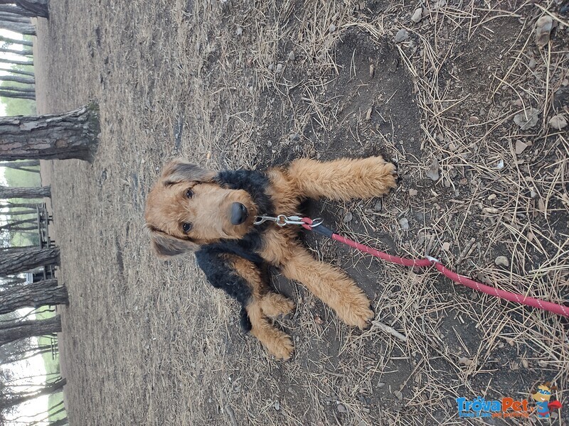 Cuccioli Airedale Terrier - Foto n. 2