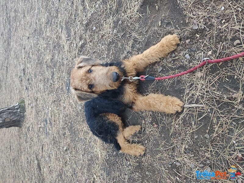 Cuccioli Airedale Terrier - Foto n. 3