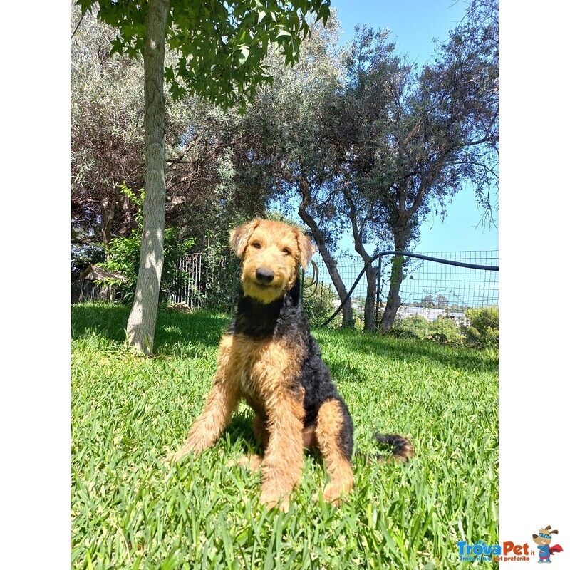 Cuccioli Airedale Terrier - Foto n. 1