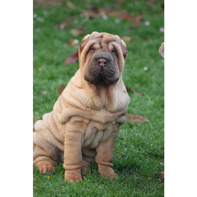 Cuccioli shar Pei - Foto n. 1