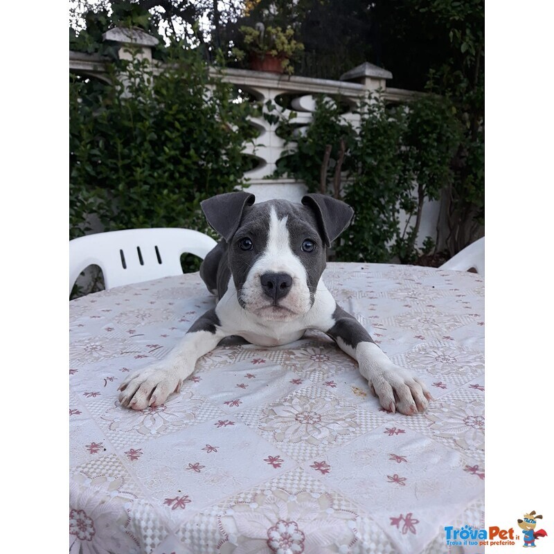 Allevamento Amstaff blu - Cuccioli con Pedigree - Foto n. 1