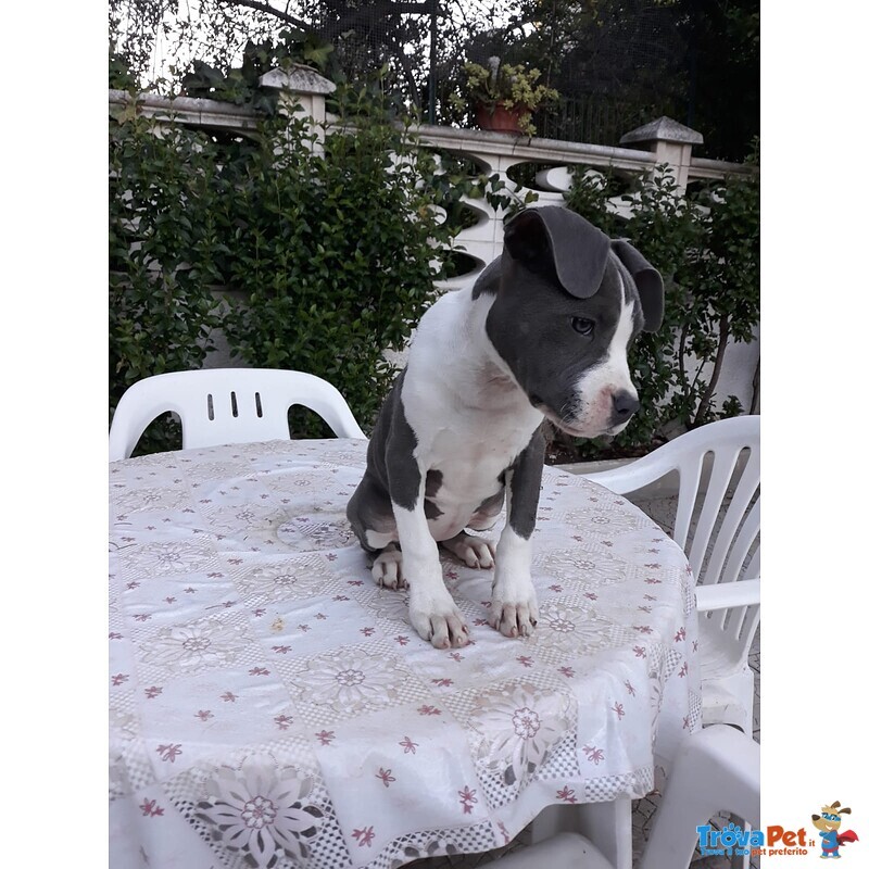 Allevamento Amstaff blu - Cuccioli con Pedigree - Foto n. 2