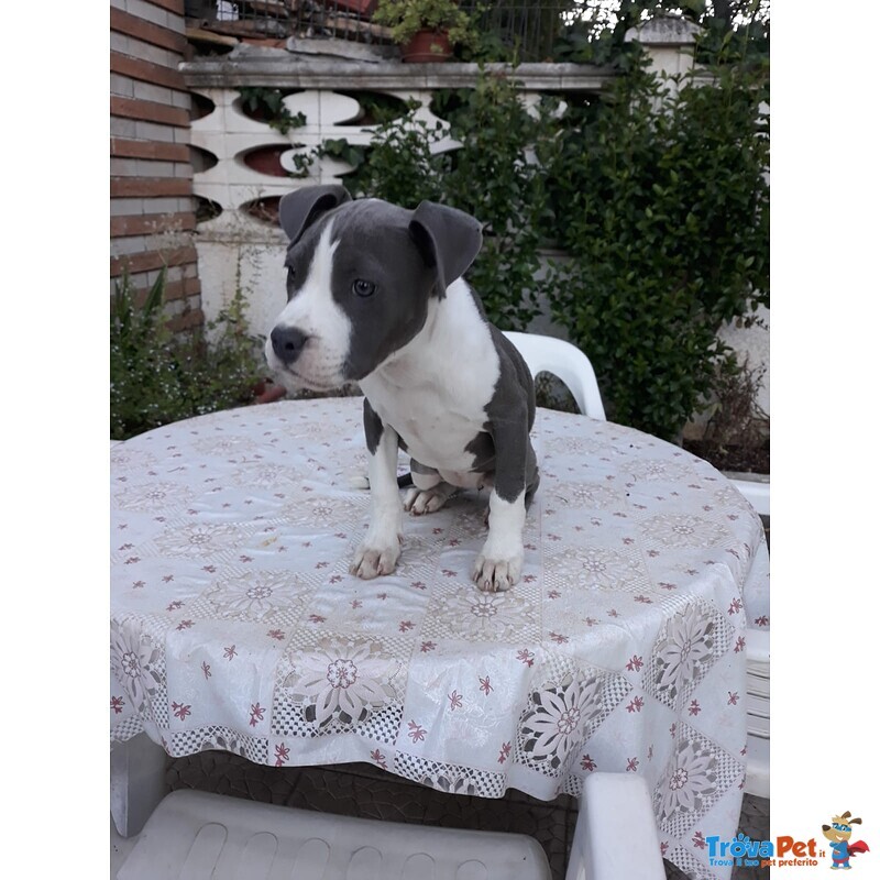 Allevamento Amstaff blu - Cuccioli con Pedigree - Foto n. 3